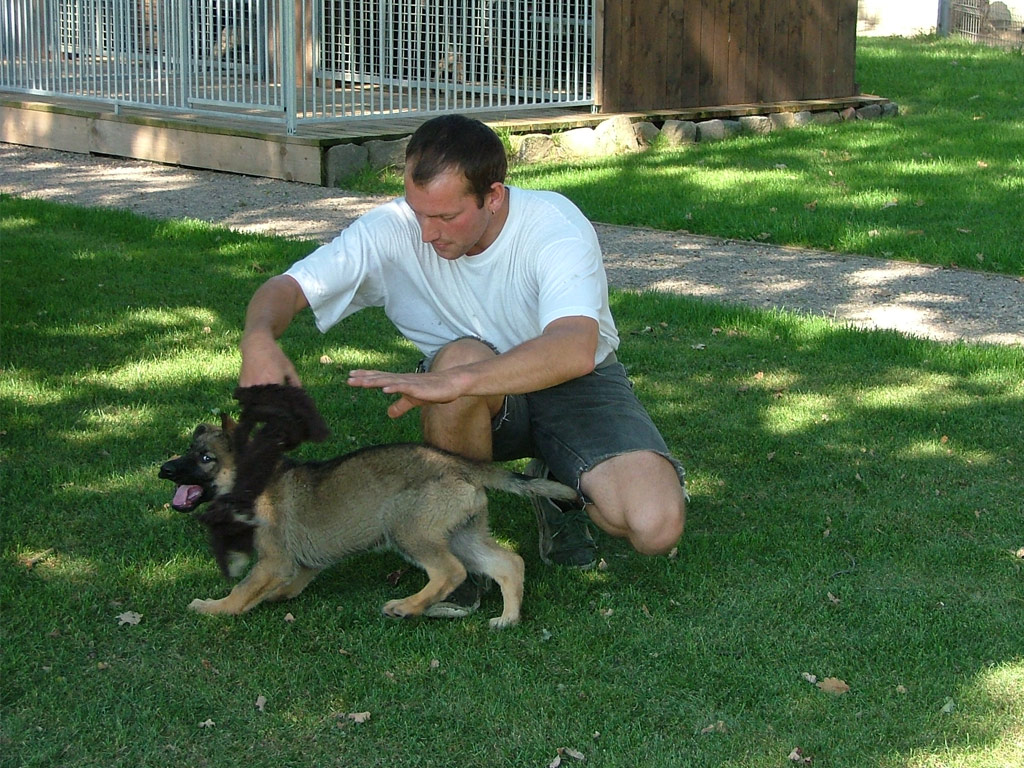 Hundeschule Wolf - Ausbildung